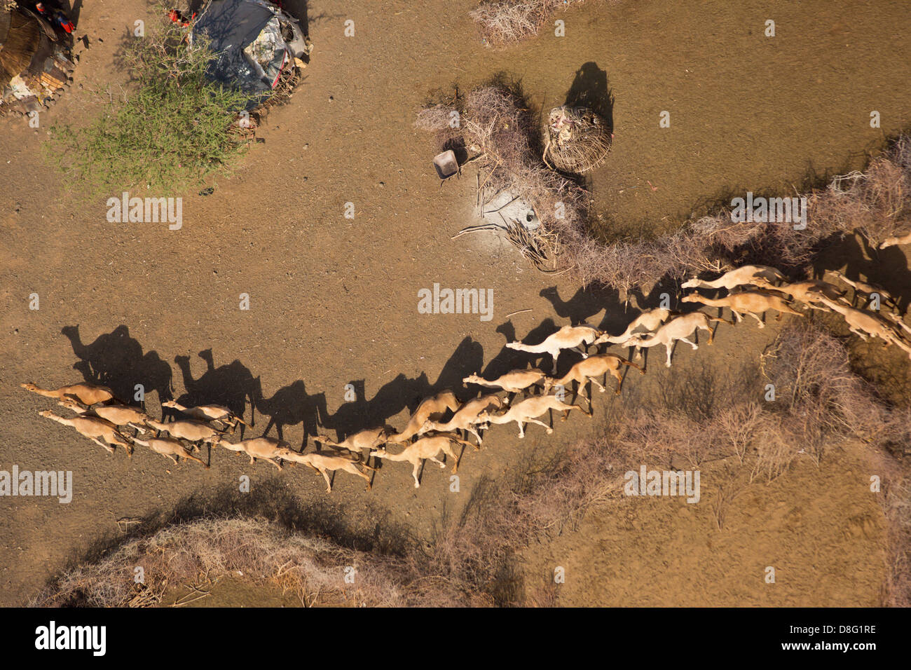 Luftaufnahme von Kamelen (Camelus Dromedarius) in ihren Ställen. Nord-Kenia Stockfoto
