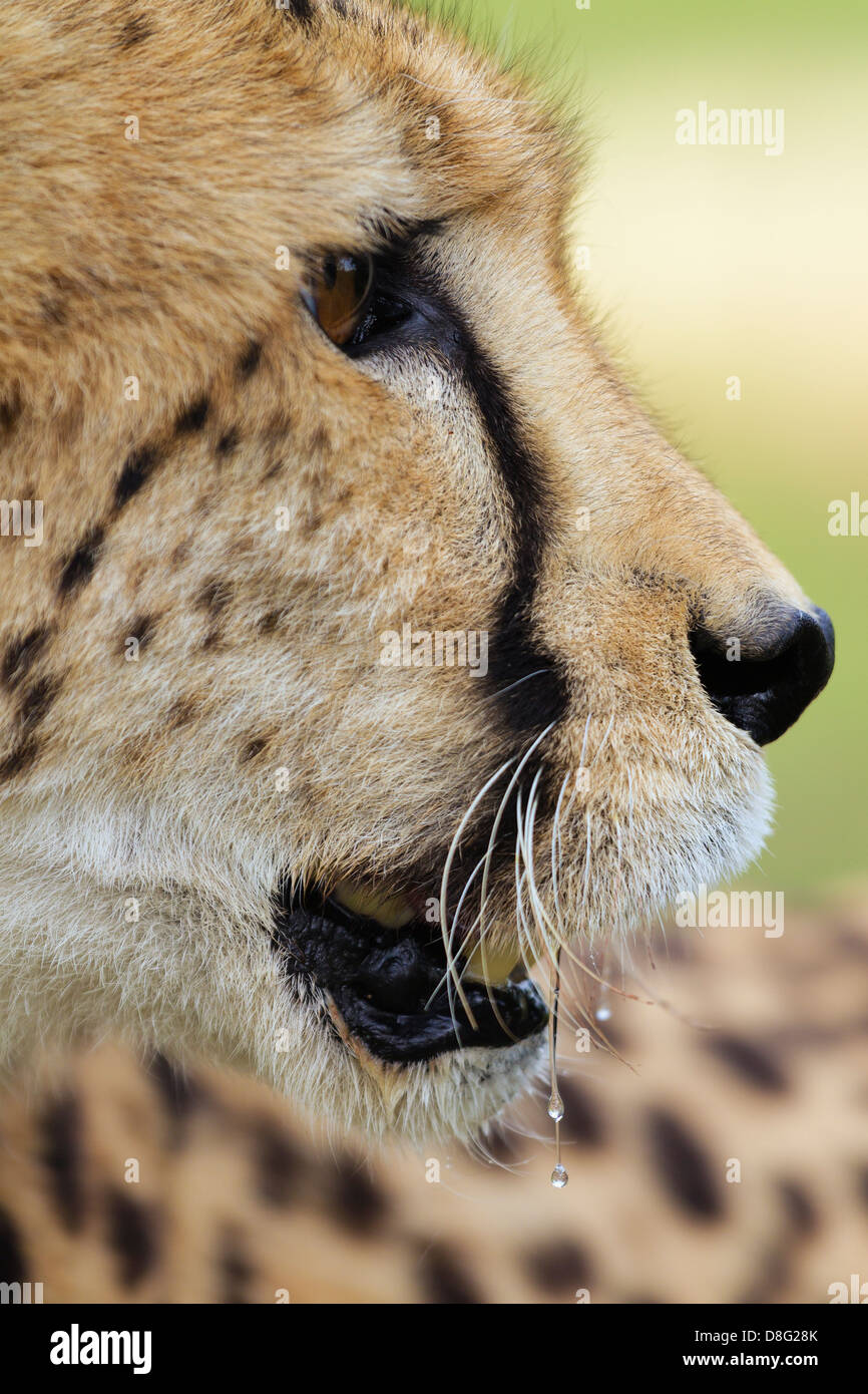 Porträt des weiblichen Cheetah (Acinonyx Jubatus). Südafrika Stockfoto