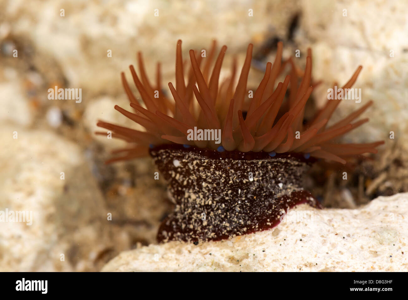 Rötlich braune Seeanemone in seinem natürlichen Lebensraum, mit Hintergrund von Steinen, Sand und Meer Stockfoto