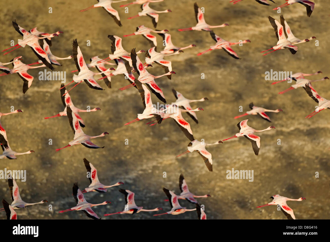 Luftaufnahme von Lesser Flamingo (Phoenicopterus minor) fliegen über See Logipi.Kenya Stockfoto