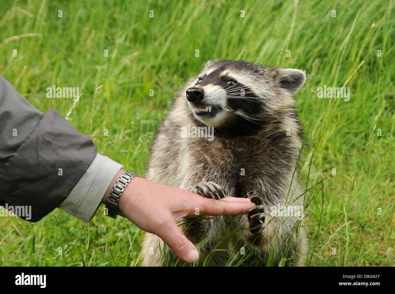 zahmen Waschbären Stockfoto