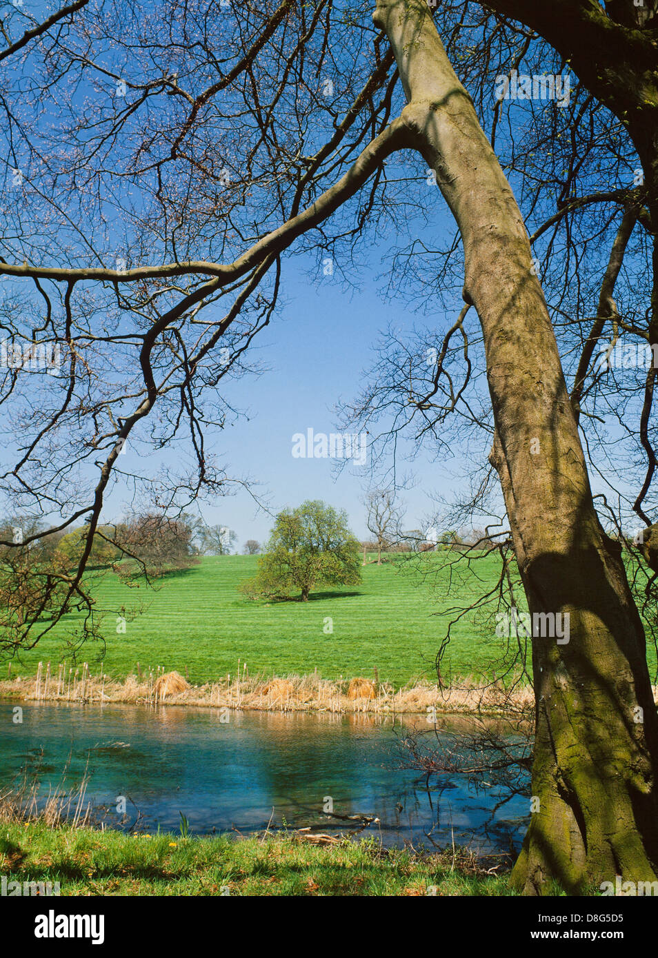 Vorfrühling, River Gade, Hertfordshire Stockfoto