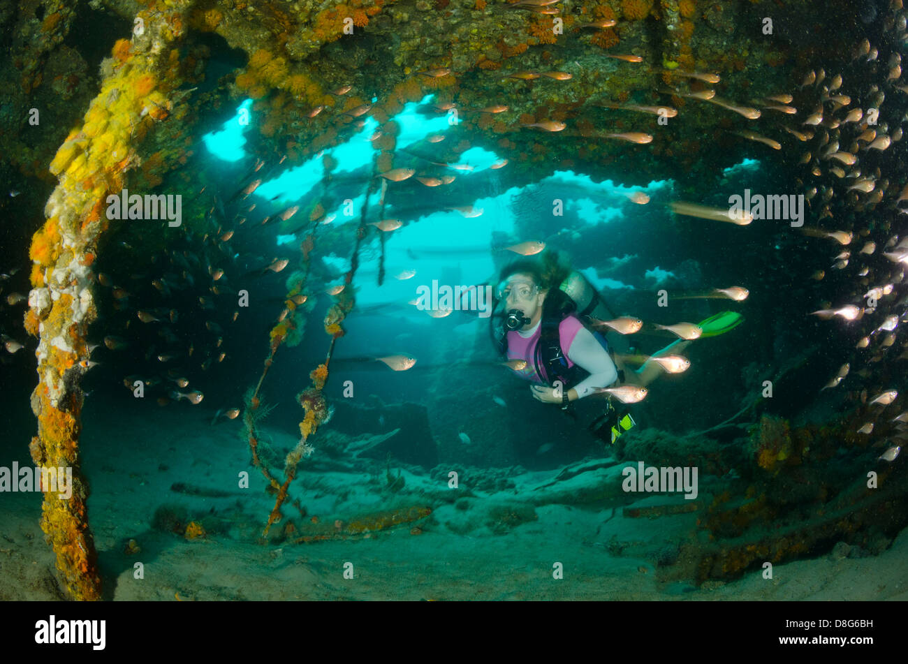 Eine weibliche Taucher erforscht das Innere eines Wracks in der Nähe von Fort Lauderdale, Florida Stockfoto