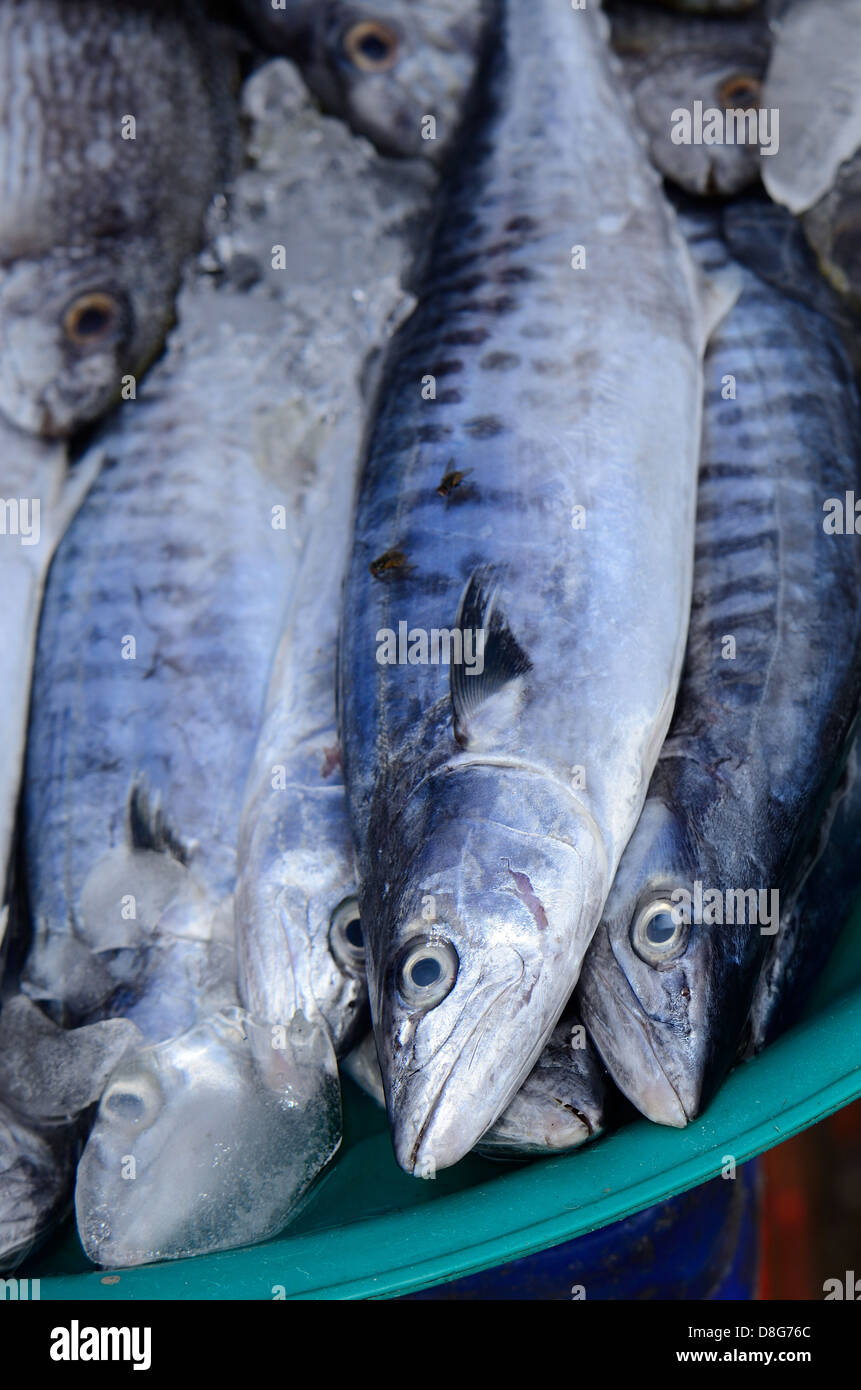 frische König Makrele (Scomberomorus Commerson) in Thailand Markt Stockfoto