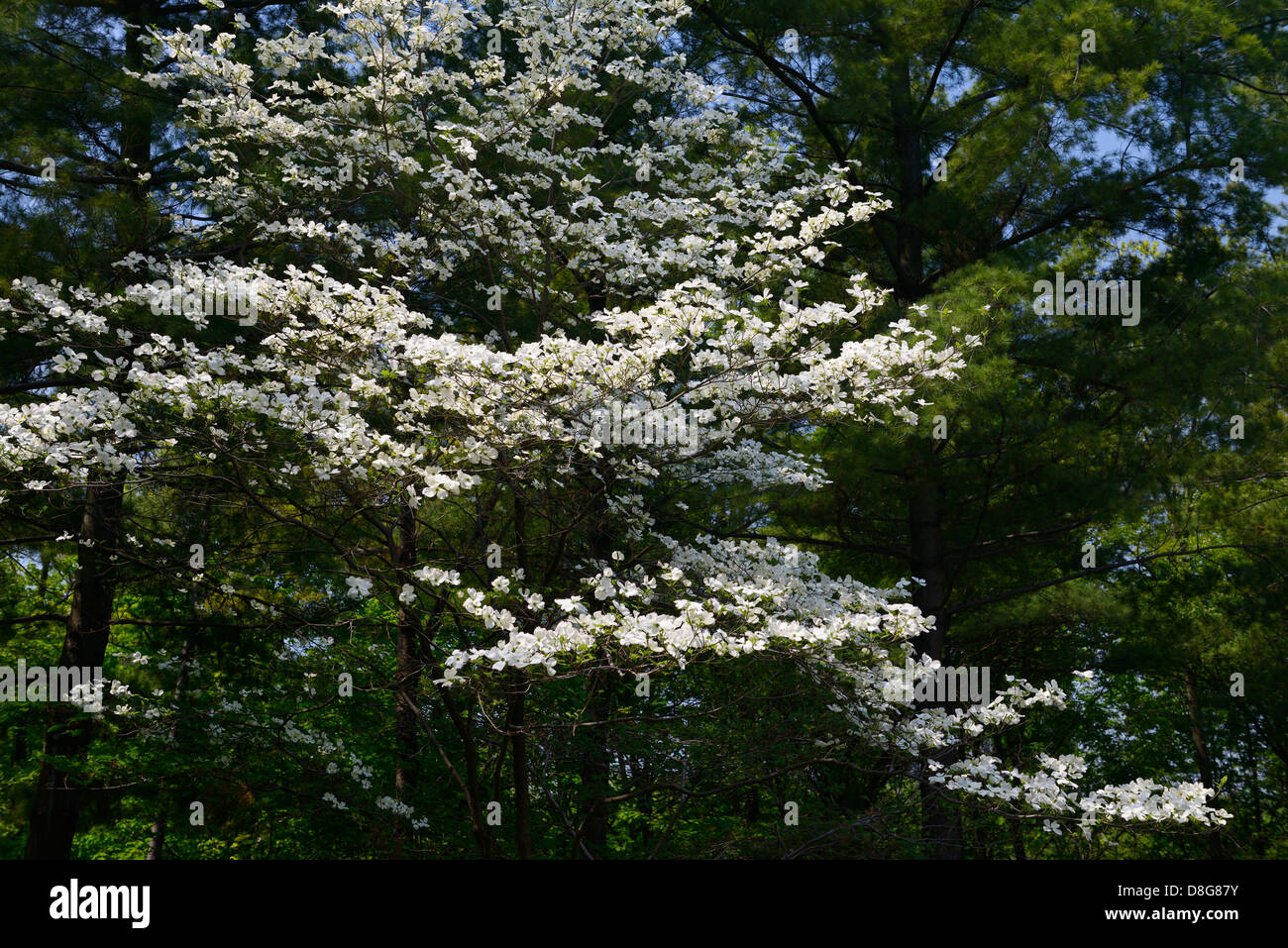 Blühende Hartriegel Baum in einem Wald mit Kiefern in Humber College Arboretum Toronto Stockfoto