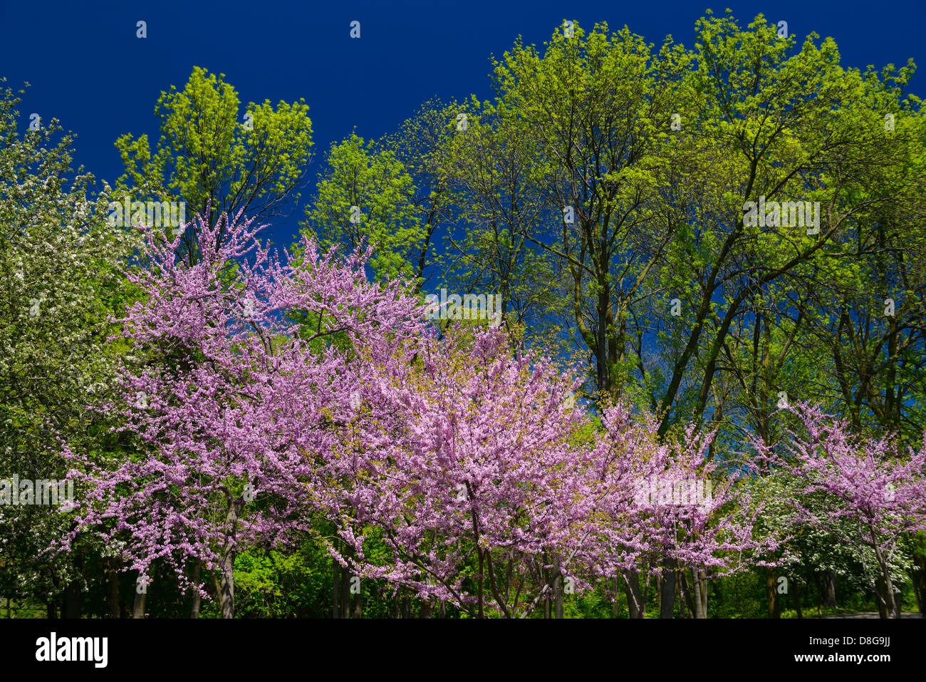 Neue Blätter im Frühjahr mit rosa Blüten der östlichen Redbud Bäume an Brückner Rhododendron-Gärten-Toronto Stockfoto