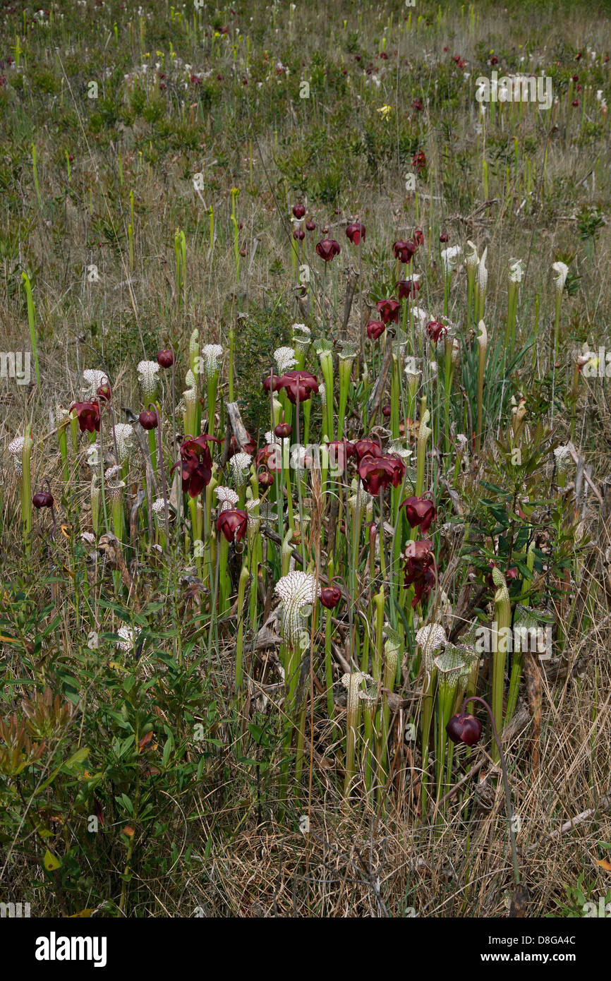 Fleischfressende weiß-Spitze Kannenpflanzen in voller Blüte, Versickerung Moor, Sarracenia Leucophylla Florida USA Stockfoto