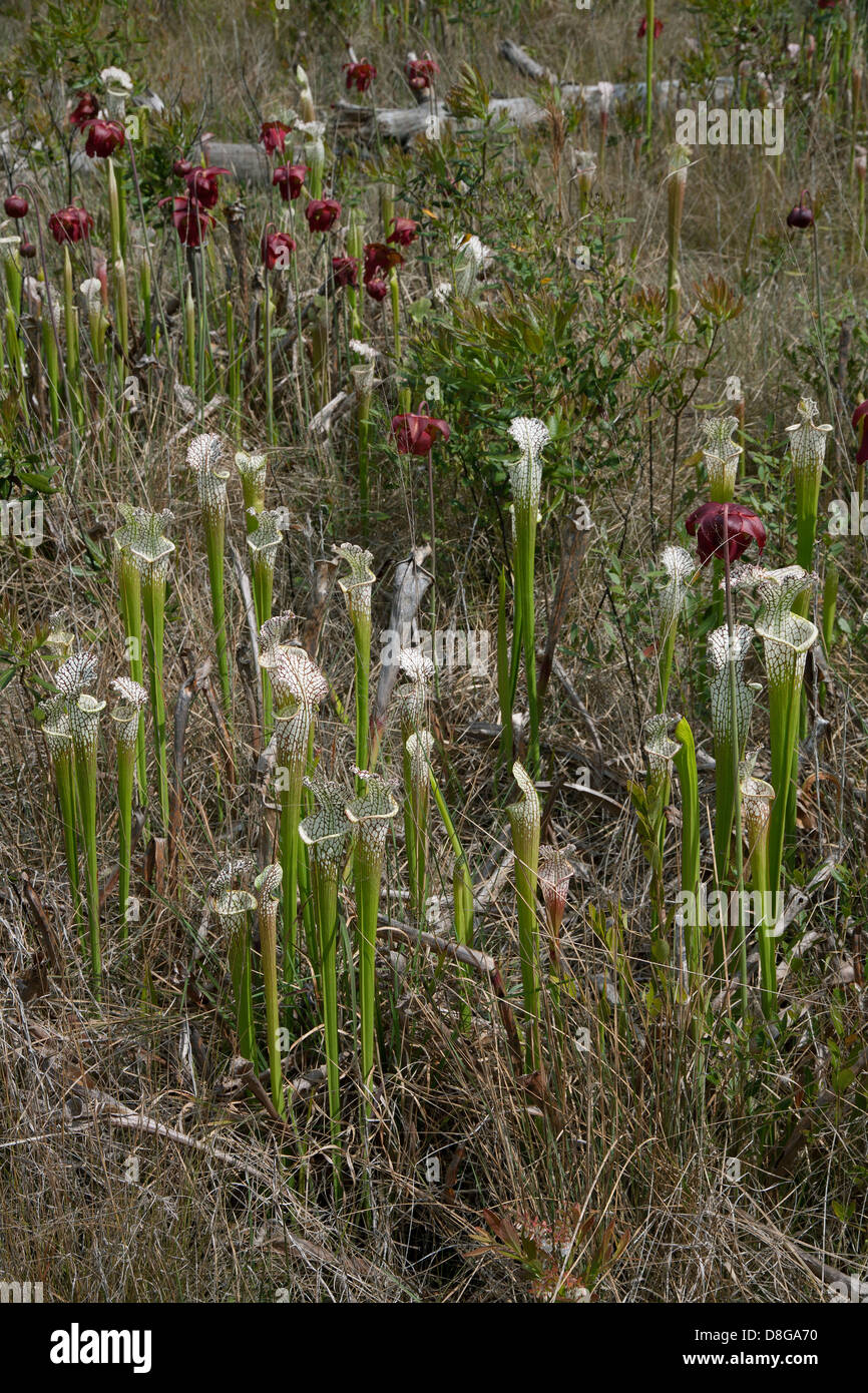 Fleischfressende weiß-Spitze Kannenpflanzen in voller Blüte, Versickerung Moor, Sarracenia Leucophylla Florida USA Stockfoto
