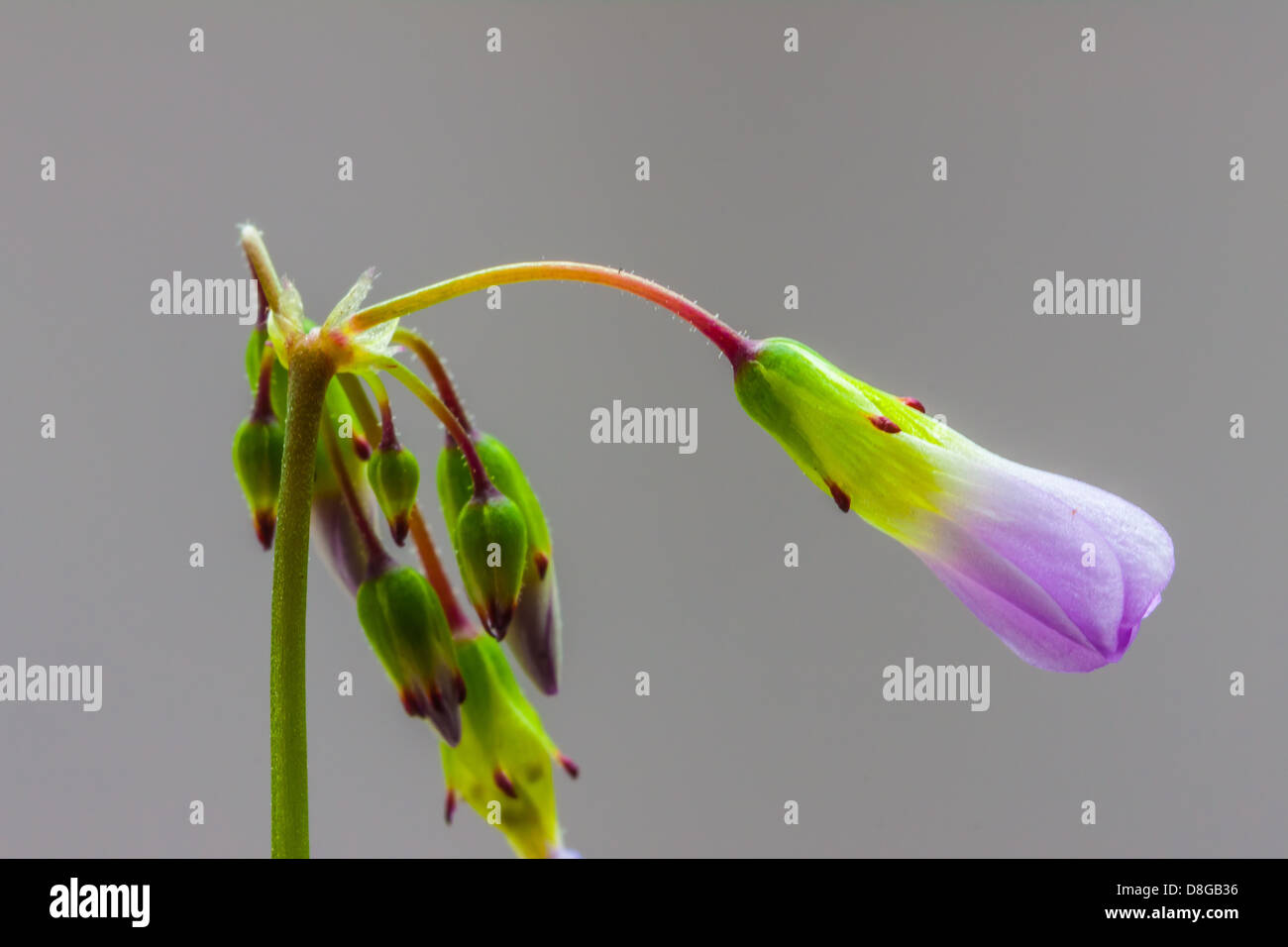 Winzige Oxalis Blumen zu blühen Stockfoto