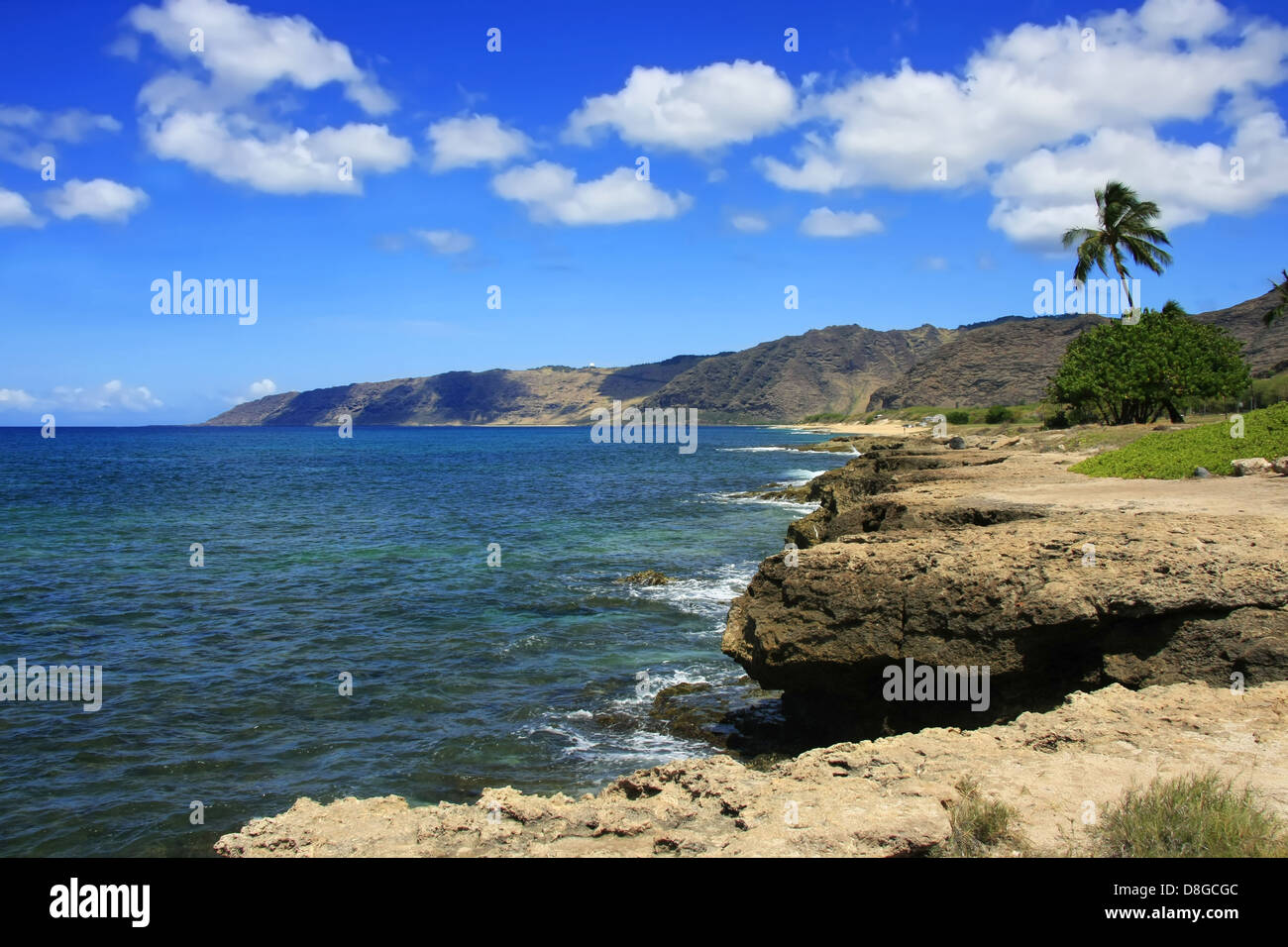 Maybe you would like to learn more about one of these? Hawaii Palme Im Sommer - Hawaii Palme Stockfotos Und Bilder Kaufen Alamy