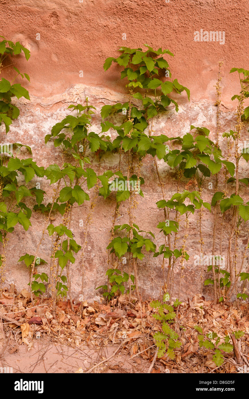 Poison Ivy wachsen entlang einer Mauer entlang der Dirty Devil River im südlichen Utah. Stockfoto