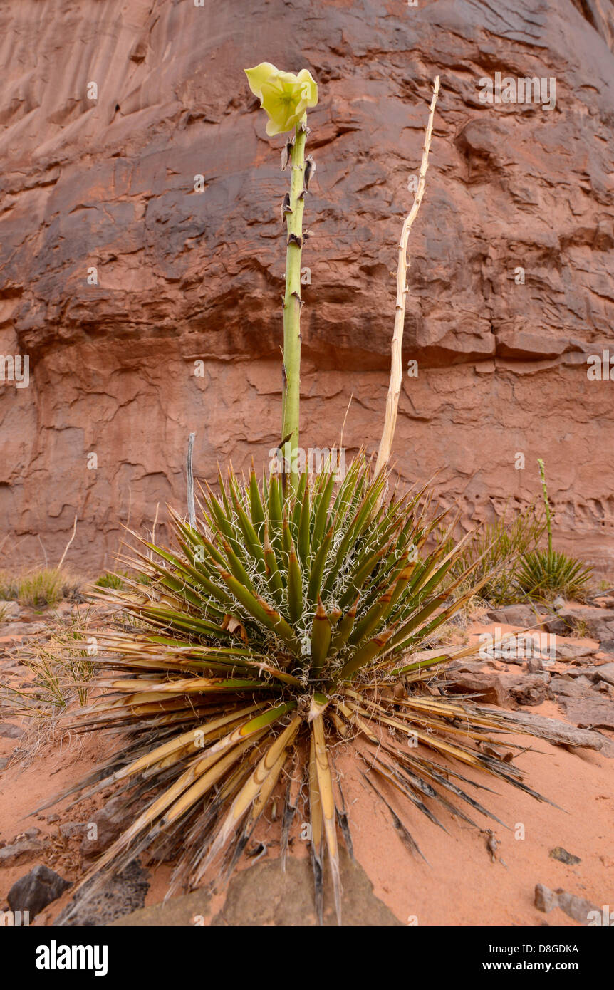 Yucca in voller Blüte, Robbers Roost Canyon in Utah. Stockfoto