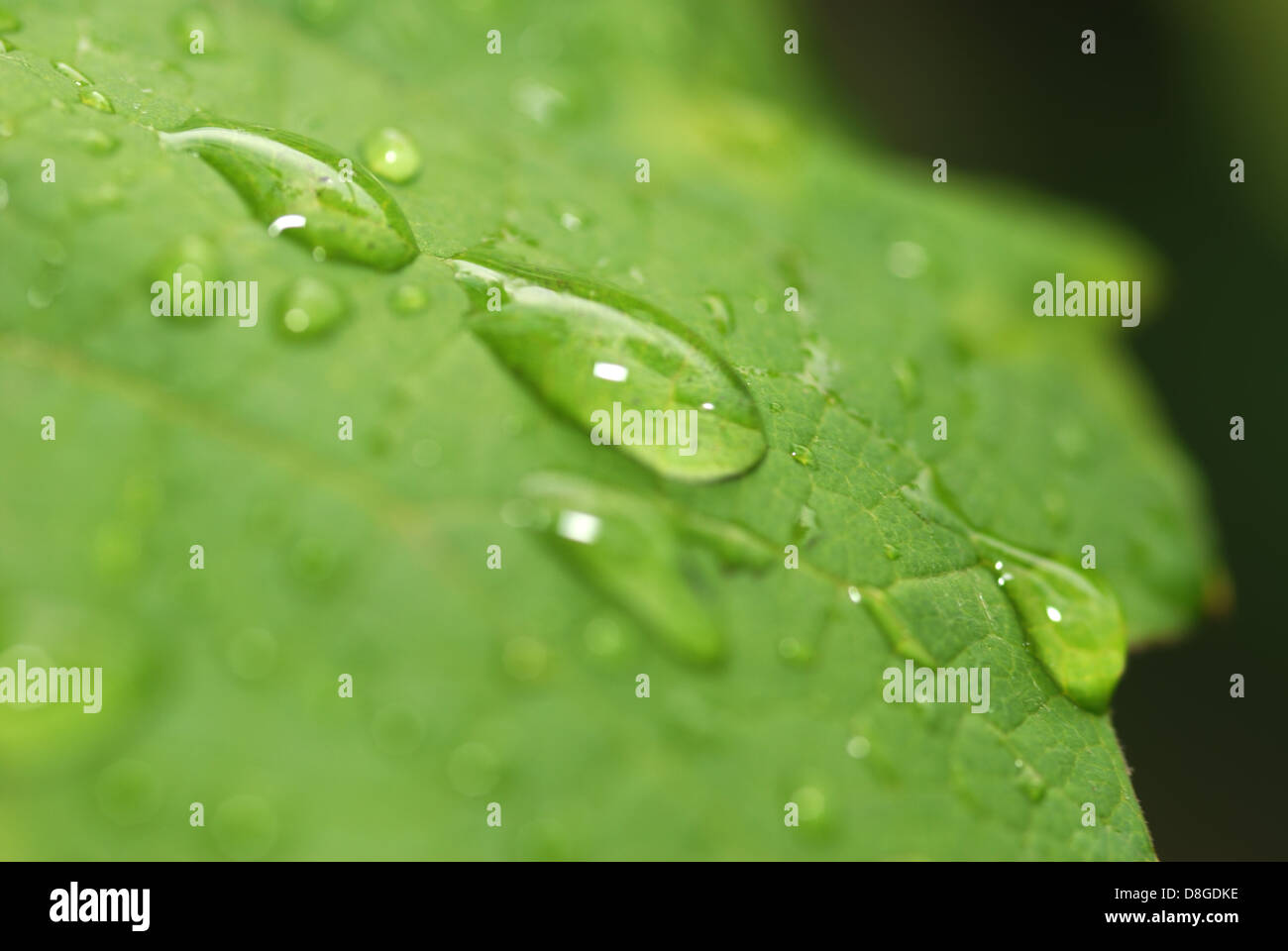 drei Tropfen auf einem Blatt Stockfoto