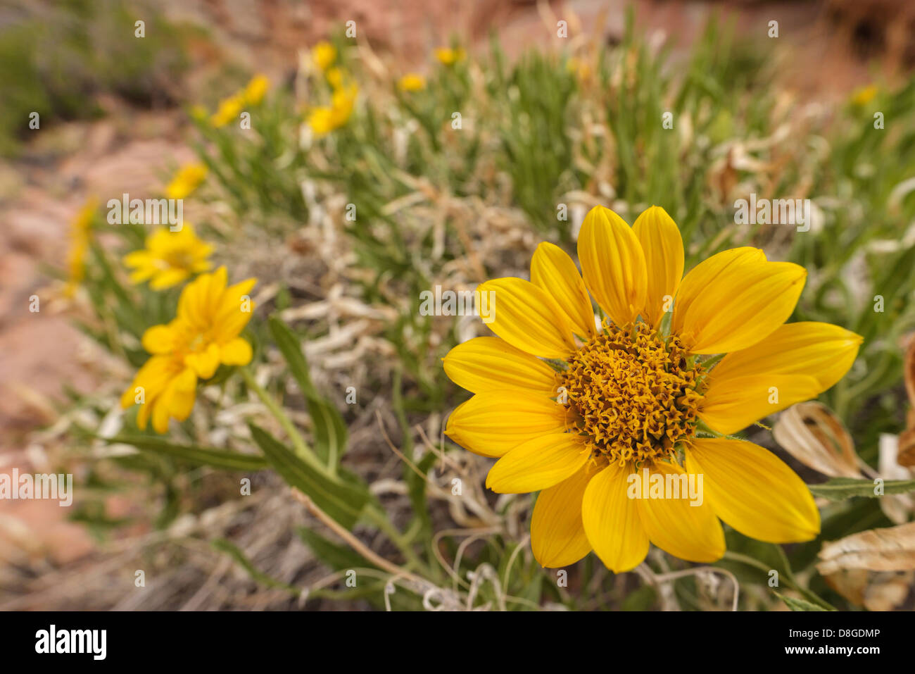 Maultier Ohren in voller Blüte, Robbers Roost Canyon in Utah. Stockfoto