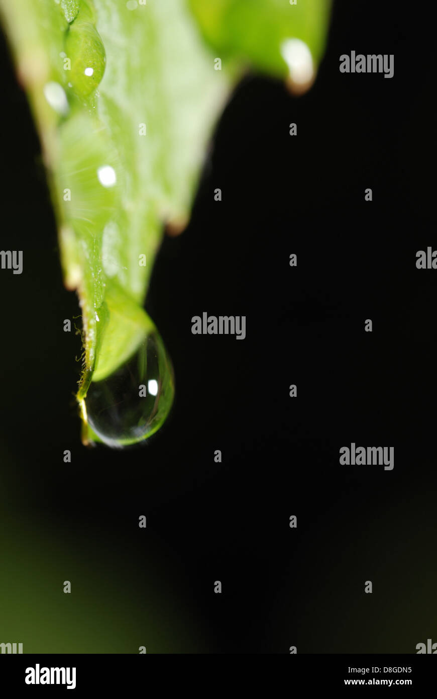 drei Tropfen auf einem Blatt Stockfoto