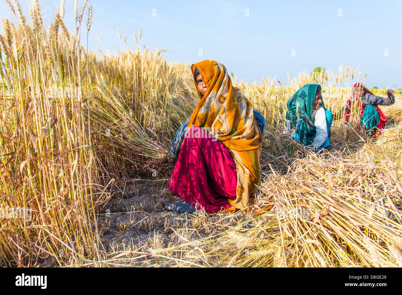 Frauen schneiden Weizen in Rajasthan, Indien Stockfoto