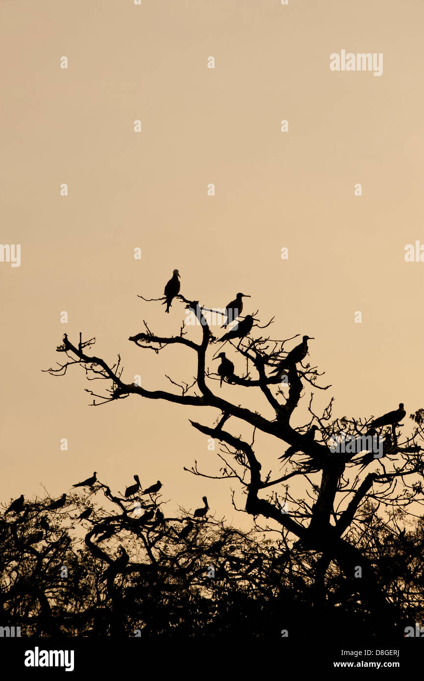 Herrliche Frigatebirds (Fregata magnificens) Unterschlupf in Ästen zu bekommen, während Tagfahrleuchten abfallen Stockfoto