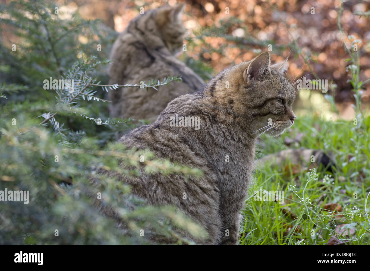wilde Katzen Stockfoto