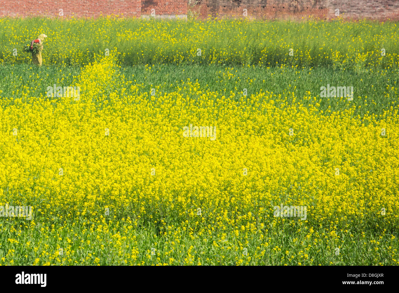 Frau treffen Senfgrüns in Uttar Pradesh, Indien Stockfoto