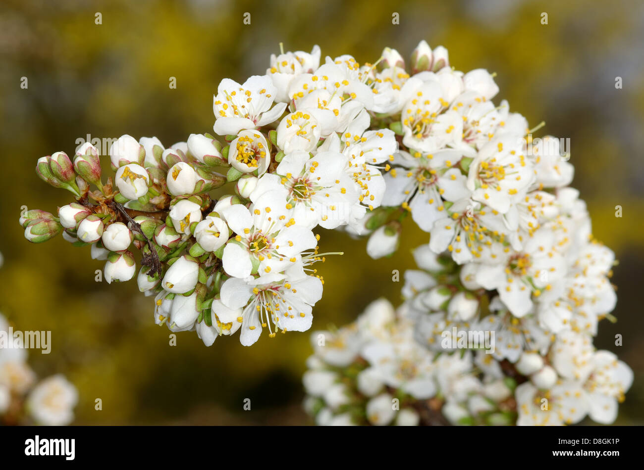 Pflaumenbaum in blosssom Stockfoto