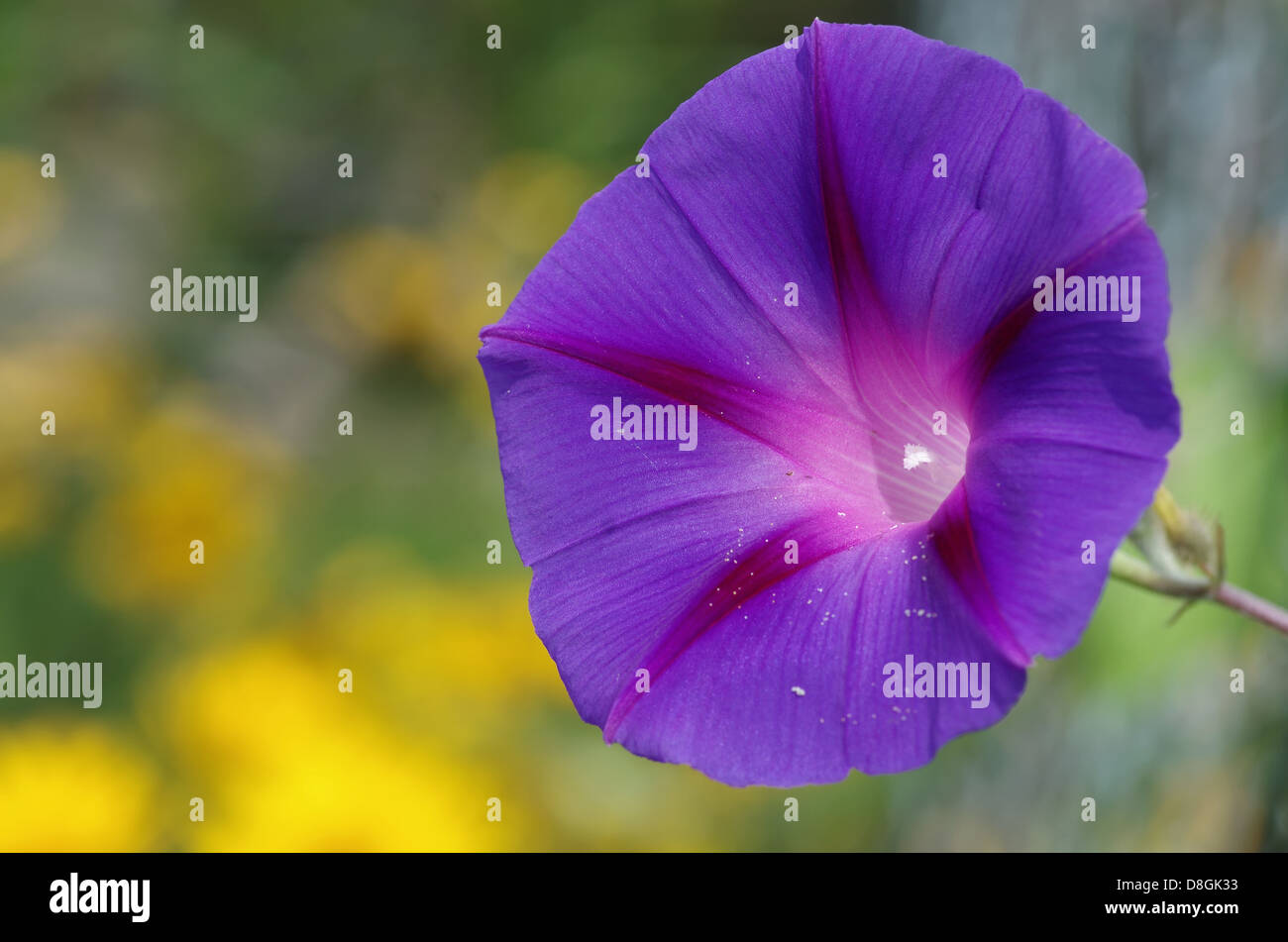 Ipomoea violacea Fotos und Bildmaterial in hoher Auflösung Alamy
