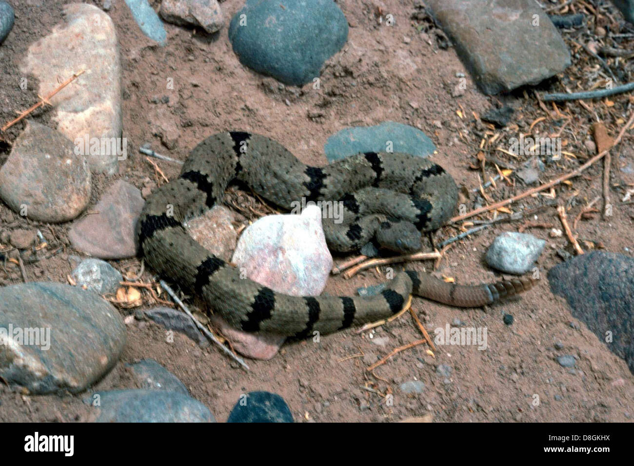 Gebänderten Felsen-Klapperschlange. Stockfoto