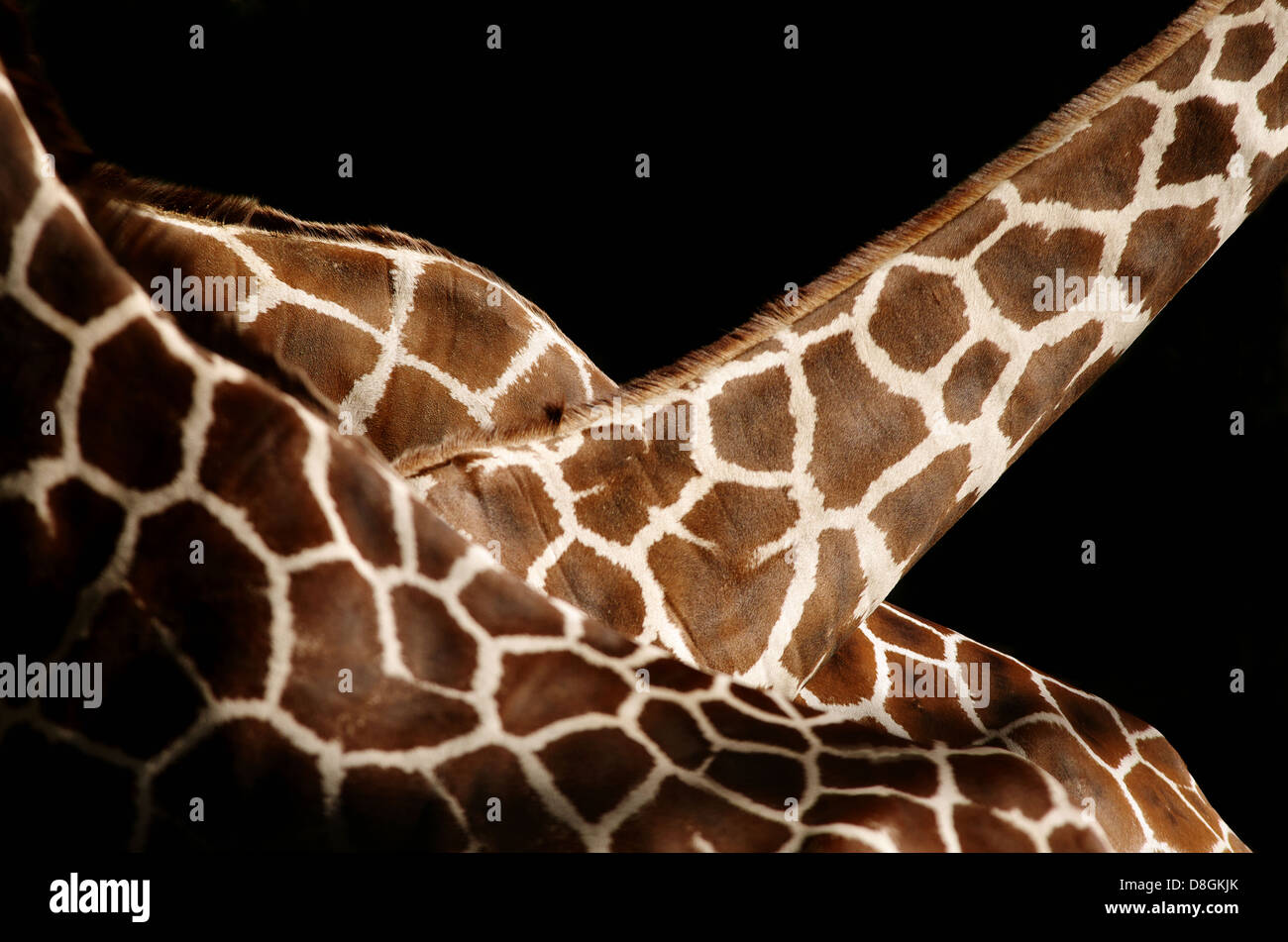 3 Somali Giraffen Stockfoto