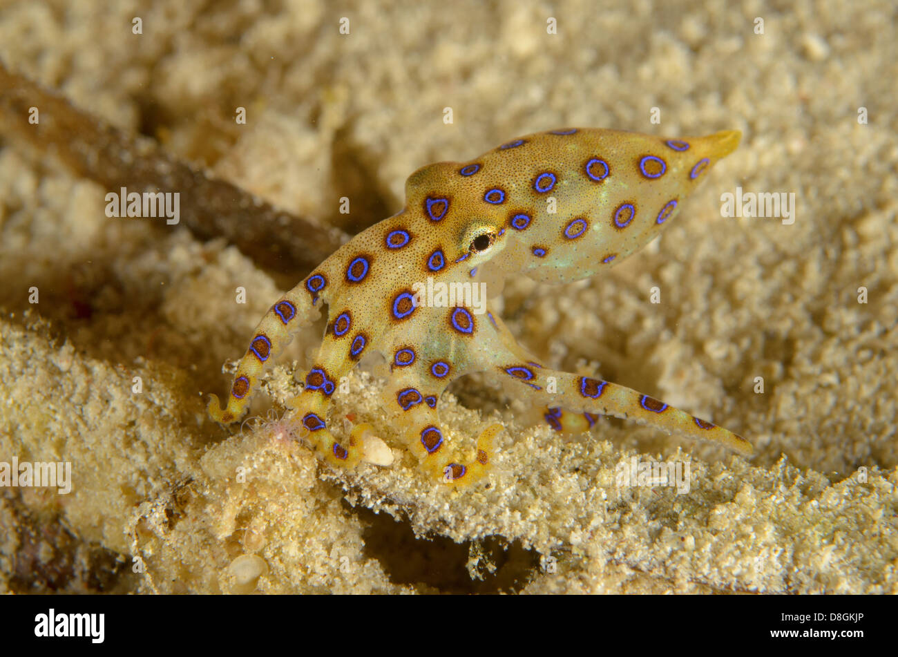 Blue Ring Octopus, Hapalochlaena Lunulata, bei Yembeser Jetty, Dampier-Straße, West Papua, Indonesien. Stockfoto