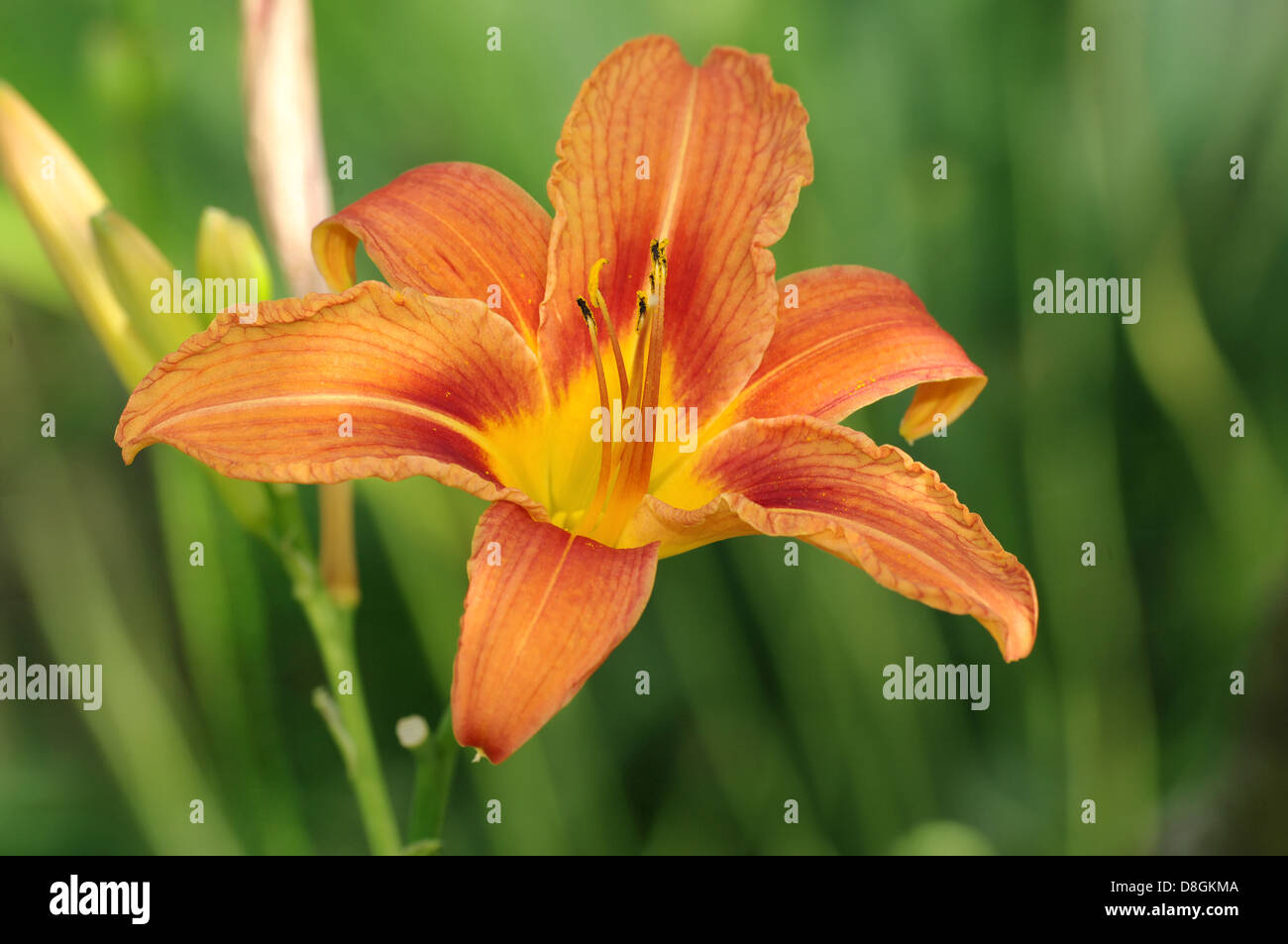 Taglilien Stockfoto