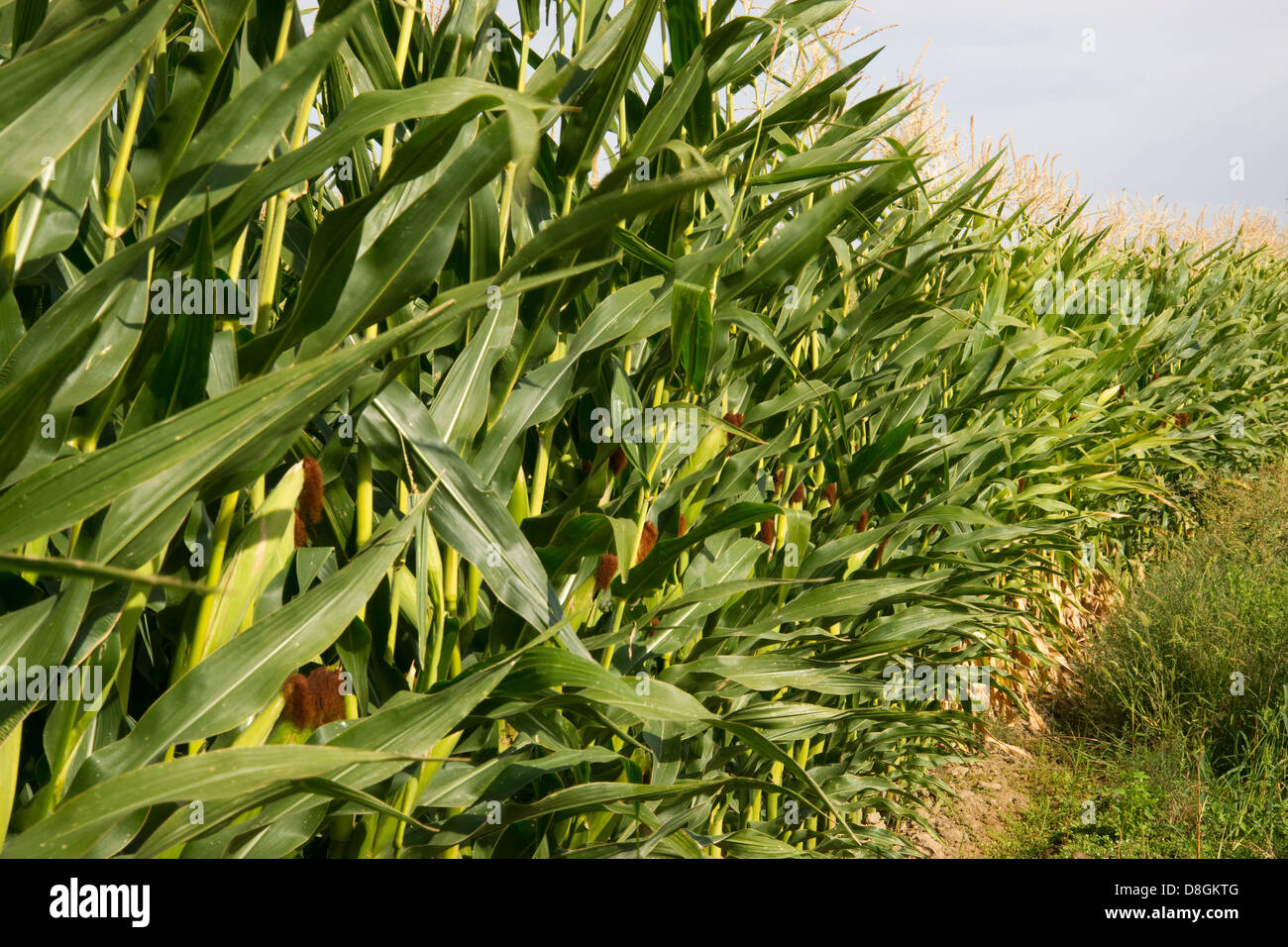 Reihe von Mais vor der Ernte blauen Himmel Sommertag Stockfoto