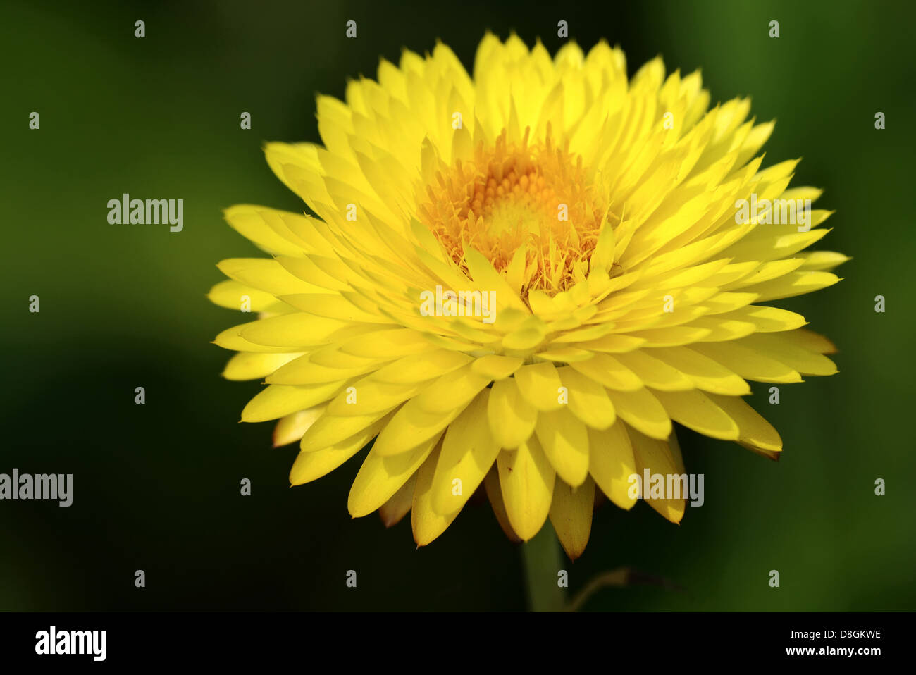 Stroh Blume Stockfoto