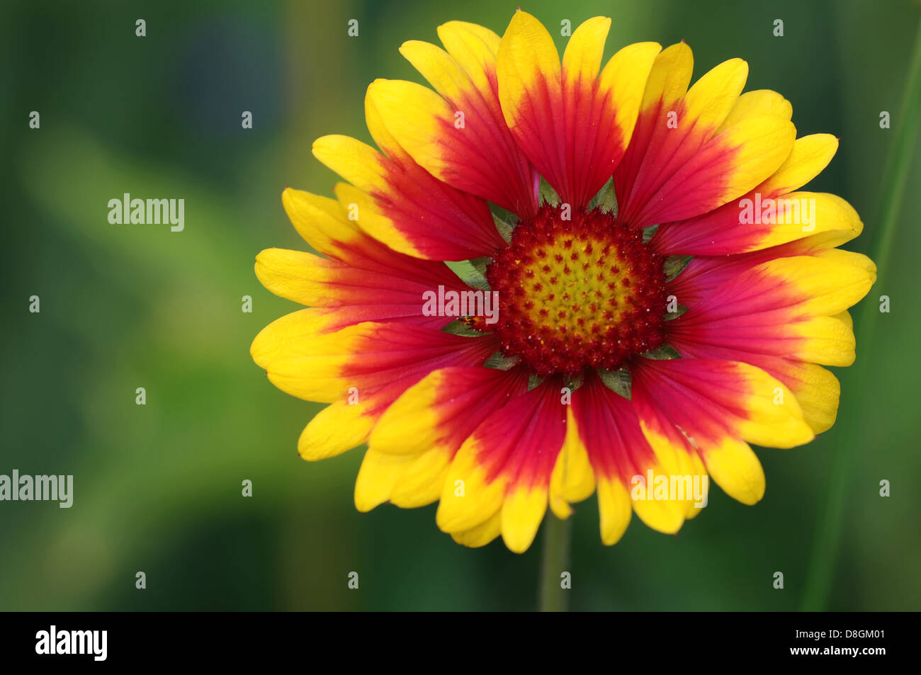 Decke-Blume Stockfoto