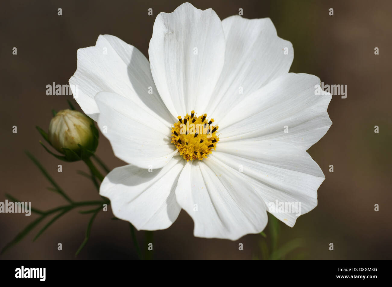 Einer Stockfoto