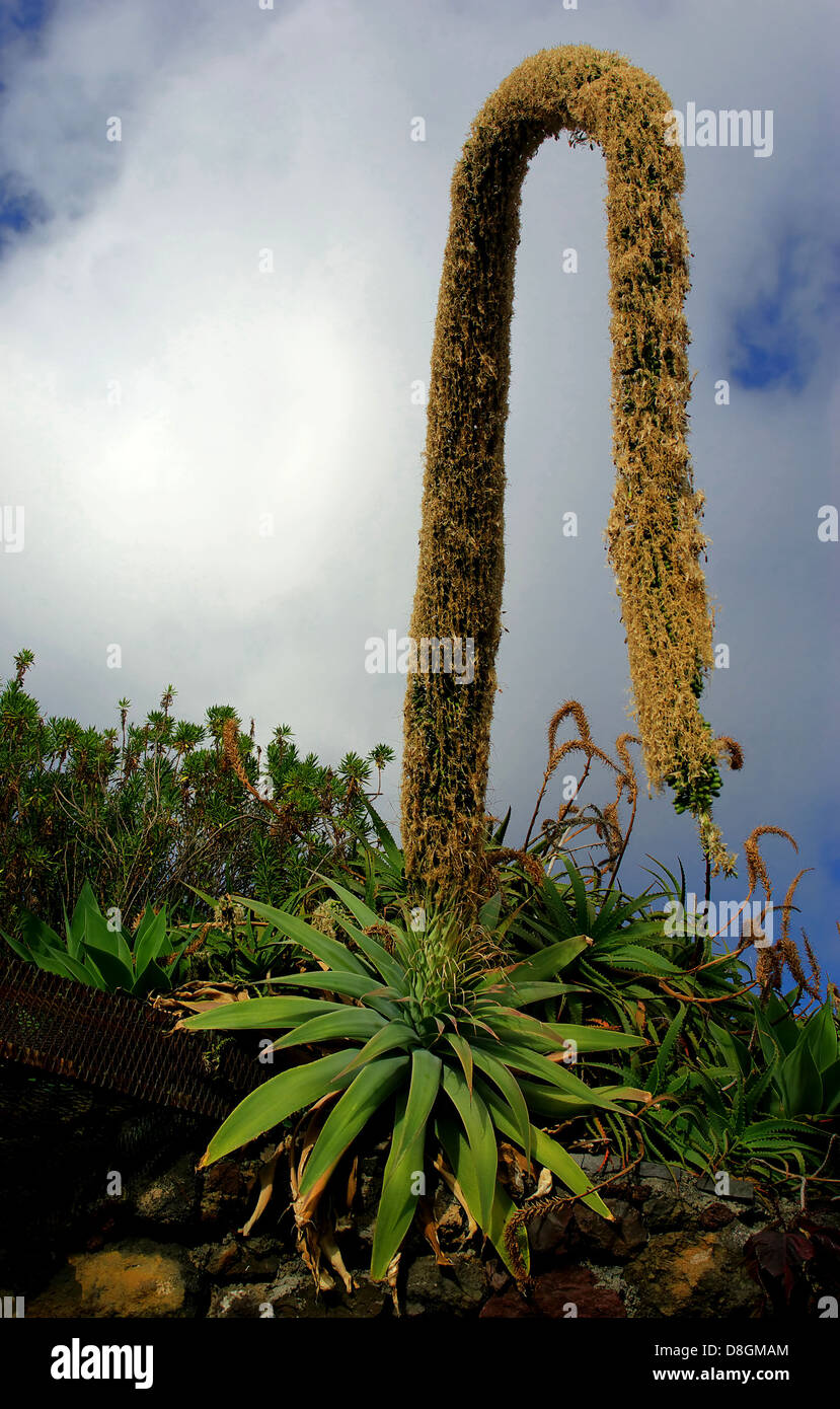 Agave americana Stockfoto