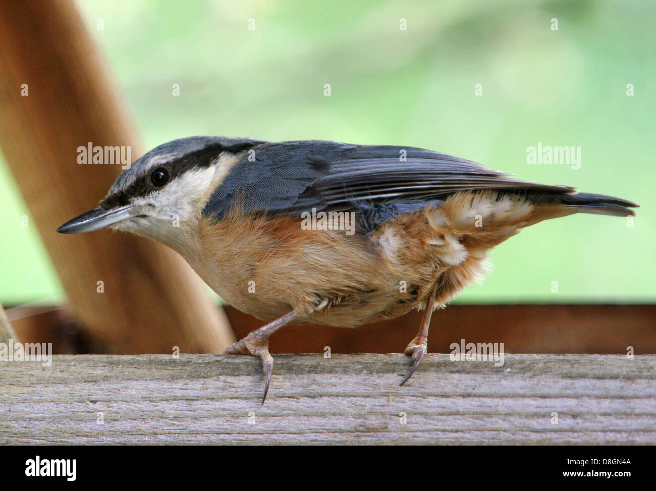 Kleiber Stockfoto