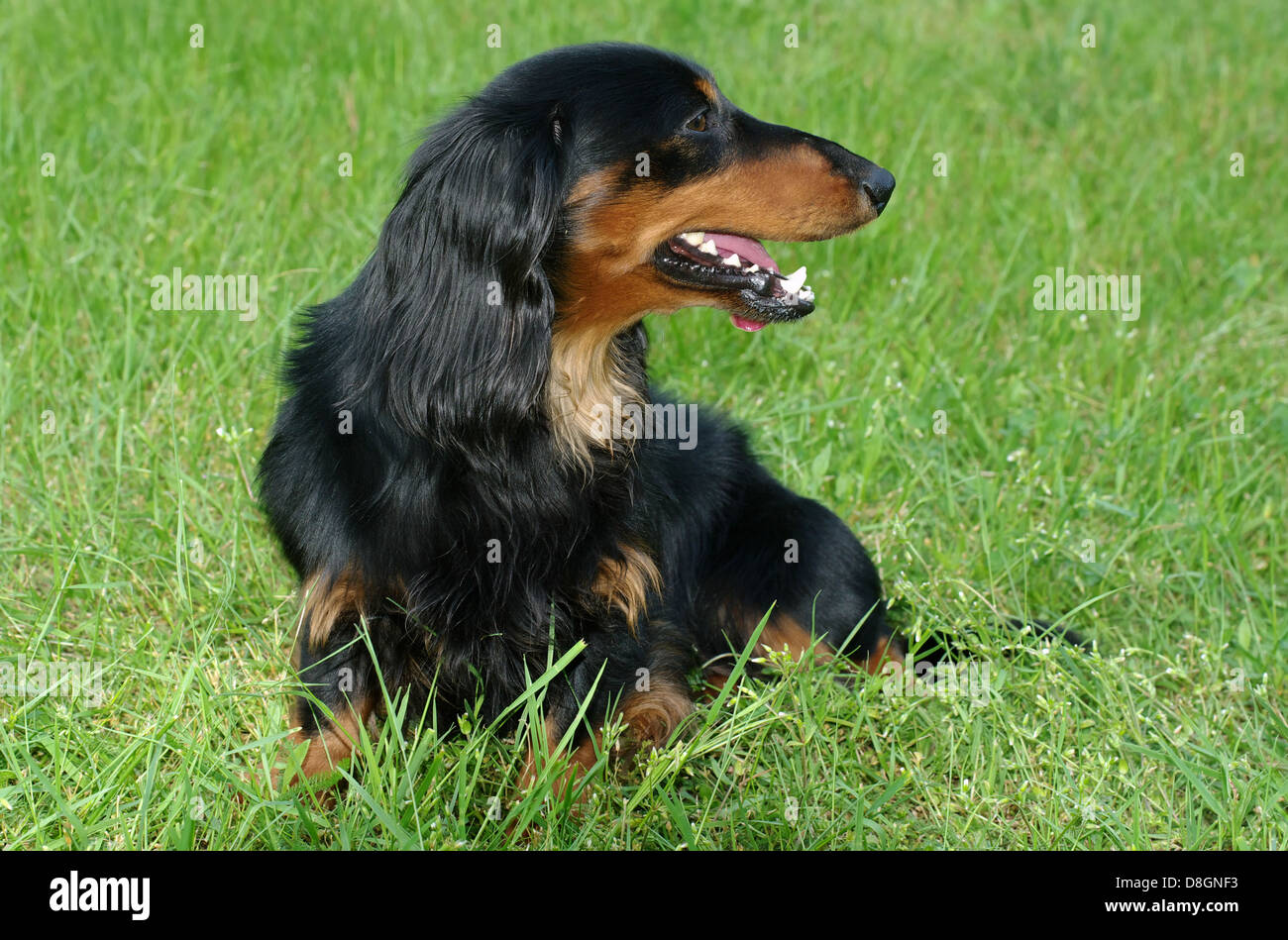 Langhaar Dackel Stockfoto