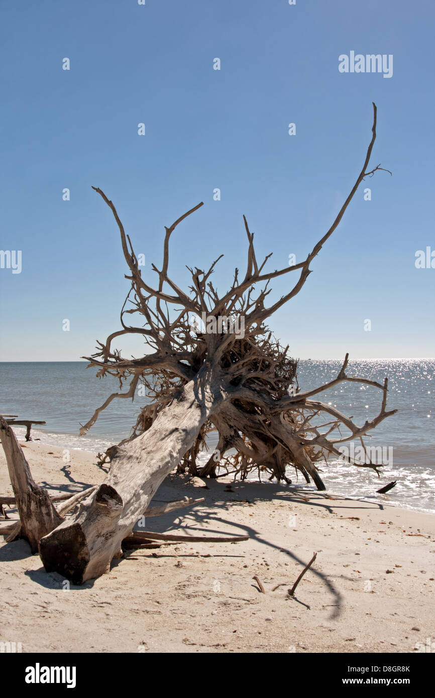 Tropischer Strand mit umgestürzten Baum Stockfoto