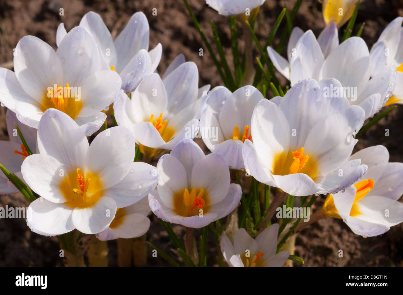 Makro der weiße Krokus Blumen wachsen im Frühling Stockfoto