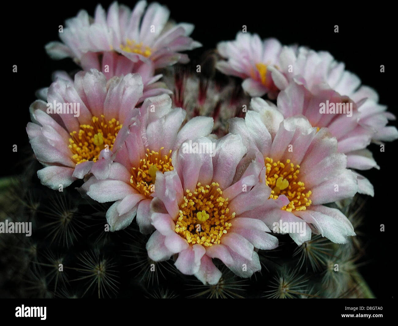 Ein lebendiger Kakteen mit bunten Stacheln und Blumen. Der Kakteen zeichnet sich durch seine hellen Farbtöne aus, die einen Kontrast zur umliegenden Wüstenlandschaft bilden. Diese Art von Kakteen kommt oft in trockenen Regionen vor und sorgt für ein visuelles Interesse an der Wüstenflora. Stockfoto