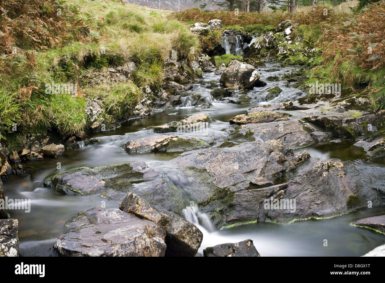 Irische Natur Stockfoto