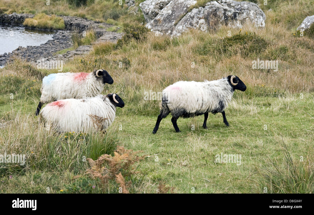 Irische Schafe Stockfoto