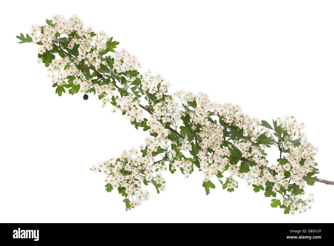 Weißdorn-Zweig mit Blumen auf weißem Hintergrund Stockfoto