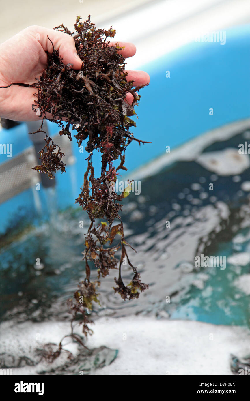 Knorpeltang Stockfotos und -bilder Kaufen - Alamy