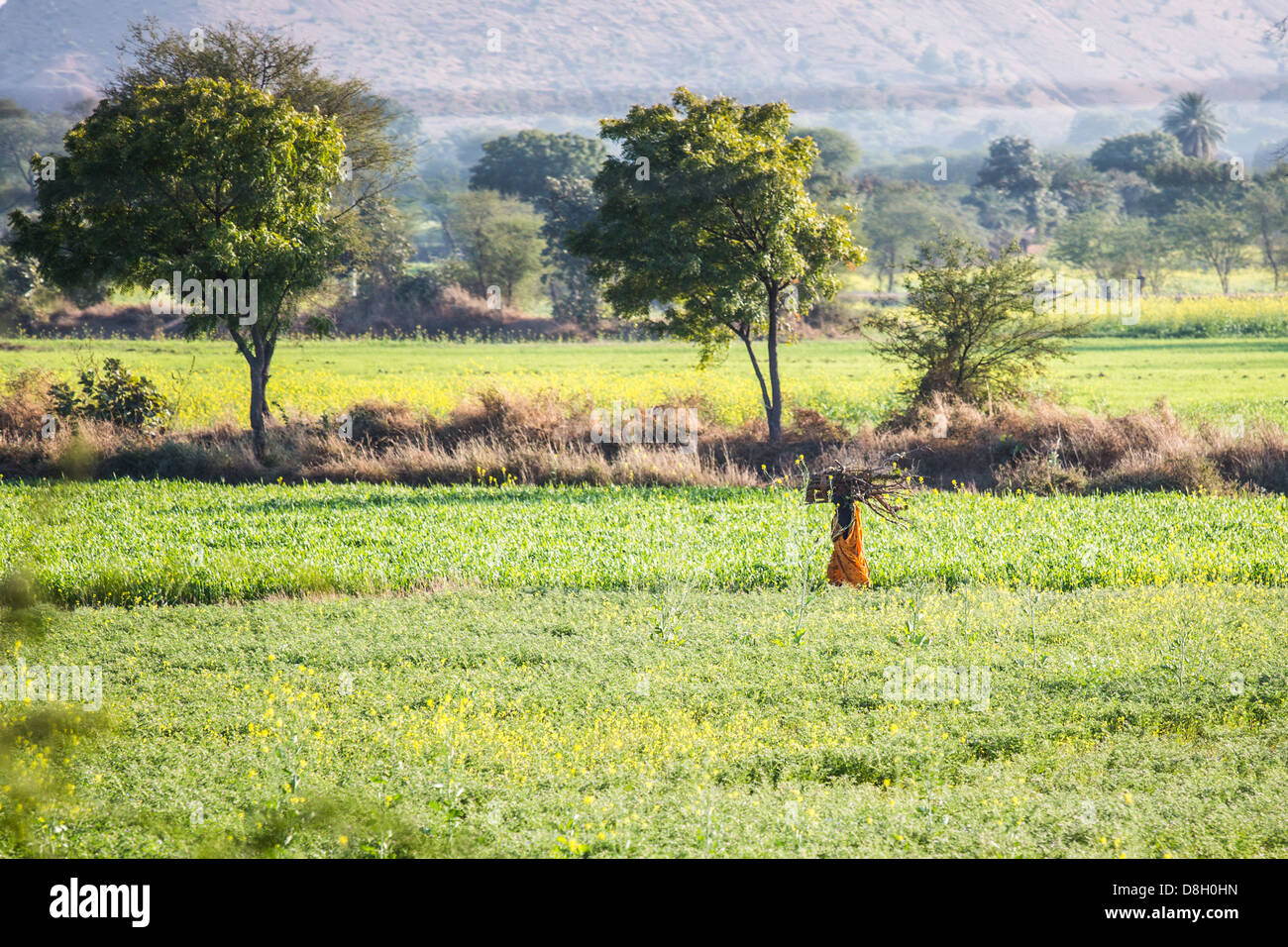 Frau, die Bündel von Zweigen in Madhya Pradesh, Indien Stockfoto