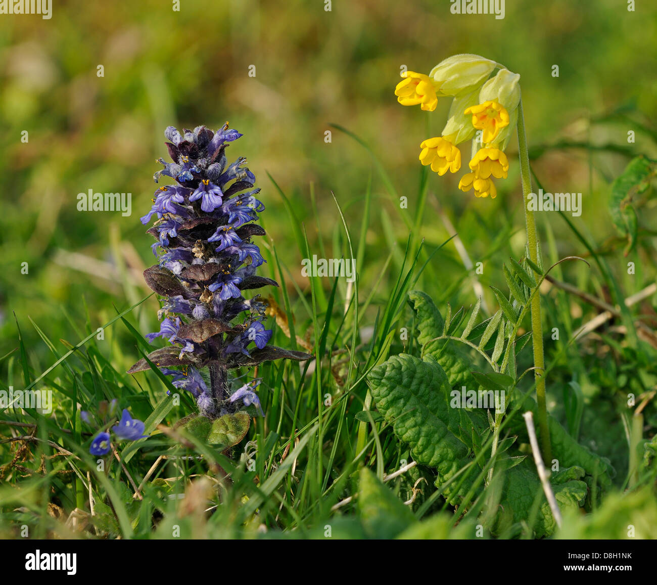Signalhorn - Ajuga Reptans mit Schlüsselblume - Primula veris Stockfoto