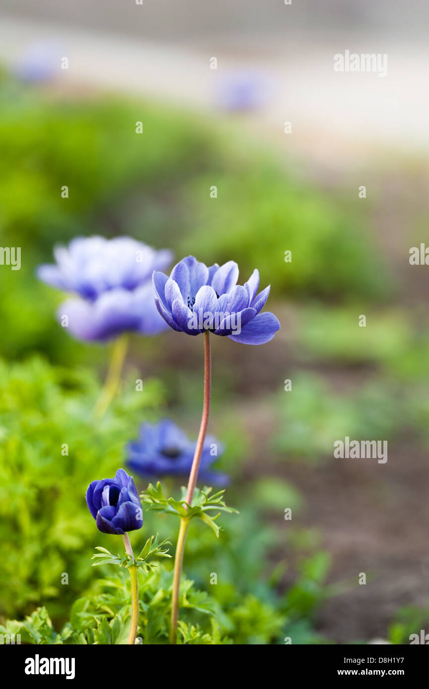 Blaue Blumen Stockfoto