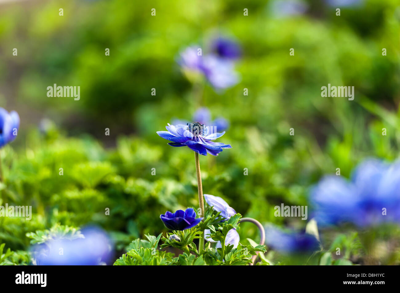 Blaue Blume und grasgrün Stockfoto