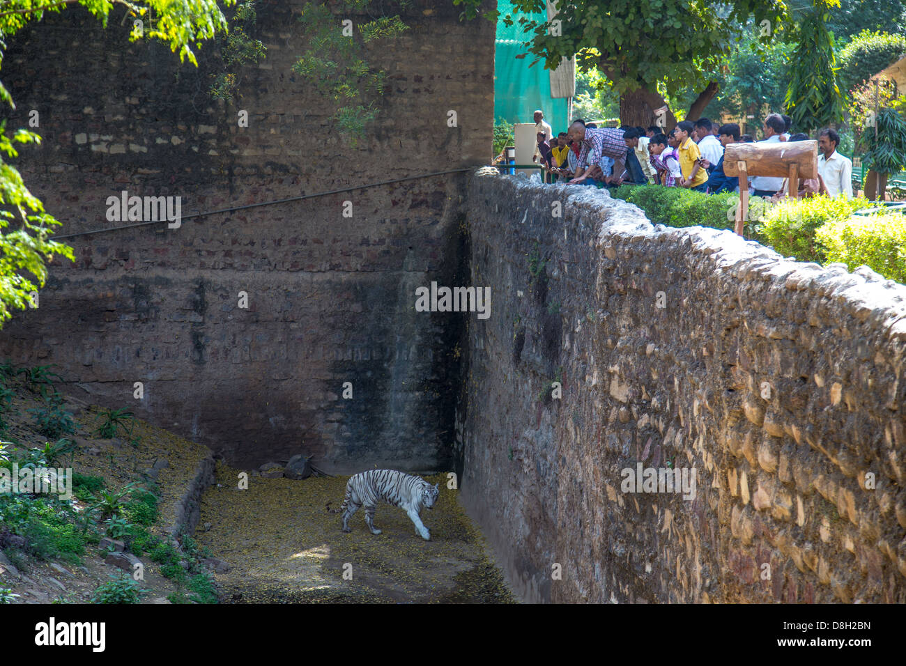 Weiße Tiger im Zoo von Gwalior, Gwalior, Madhya Pradesh, Indien Stockfoto