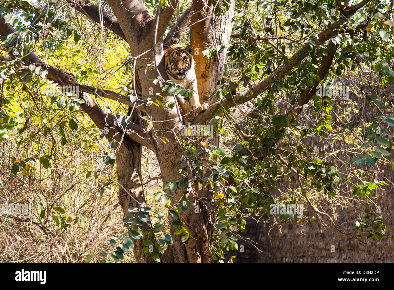 Tiger in einem Baum in Gwalior Zoo, Gwalior, Madhya Pradesh, Indien Stockfoto
