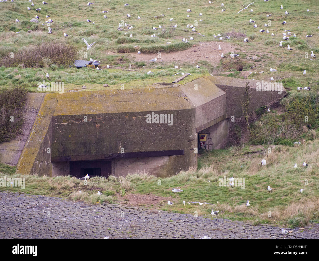 Ein zweiter Weltkrieg Bunker auf einer Insel am Eingang zum Hafen von Ijmuiden mit nistende Möwen, Niederlande. Stockfoto